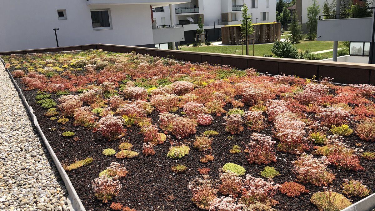 Toitures végétalisées : quels avantages en milieu urbain ?